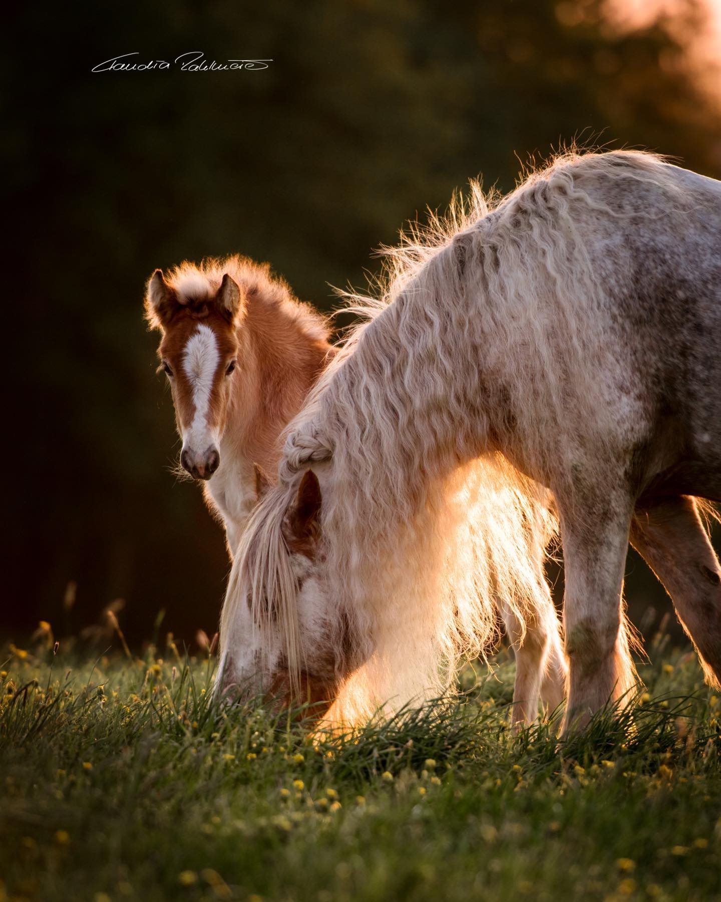Claudia Rahlmeier - Equestrian Photographer